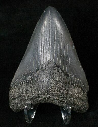 Dark Grey Megalodon Tooth - South Carolina #16579